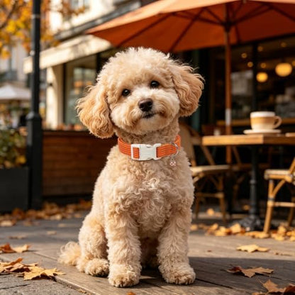 DOGWONG Orange Girl Boy Striped Dog Collar for Small Medium Large Dogs L