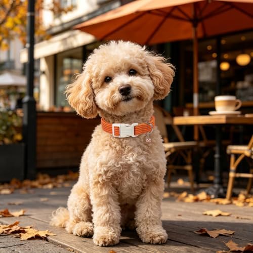 DOGWONG Orange Girl Boy Striped Dog Collar for Small Medium Large Dogs M