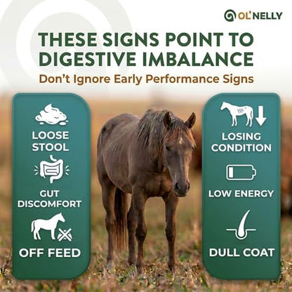 OL' NELLY Equine Probiotic Paste | Supports Equine Gut Health, Hindgut, Digestion, Immune Support, Energy, Coat & Hooves,12 Billion CFU Multi-Strain + Prebiotic, Vitamins & Minerals 80cc Syringe