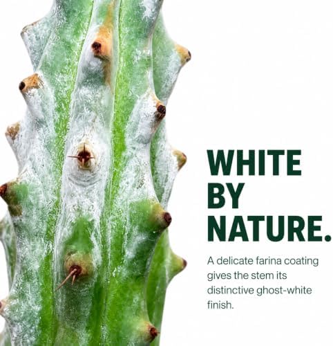 Ghost White Boobie Cactus Live Plant - Fully Rooted Rare Succulent Cutting