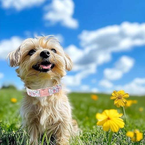 Cute Dog Collar, Spring Summer Pastel Dog Collars, Fruit Garden Dream Puppy Collar, Adjustable Heavy Duty Pet Collar for Small Medium Large Dogs with Metal Buckle M