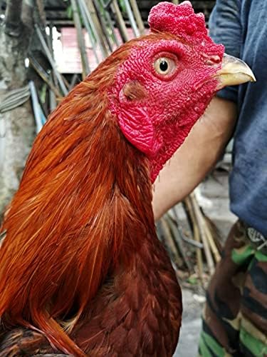HULX Super Green 10 CC. Rooster Booster Health Care Protection, Quickly Recover Chicken Rooster from Sick, Heal Wounds Pain, Recovery Energy Increase Immunity Poultry & Bird