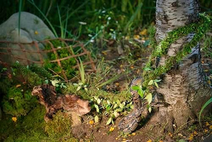 Galápagos (05266) MossVine, Real Moss Vine, 12FT, Green
