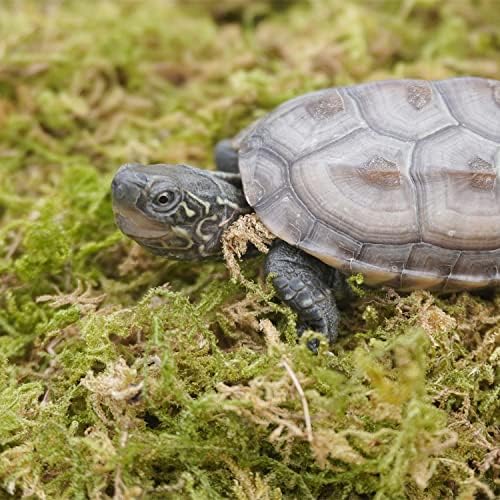 3.5oz Pure Natural Reptile Moss for Humidity, Great for Snakes, Turtle and Other Reptiles, Good for Terrariums for Reptiles & Amphibians