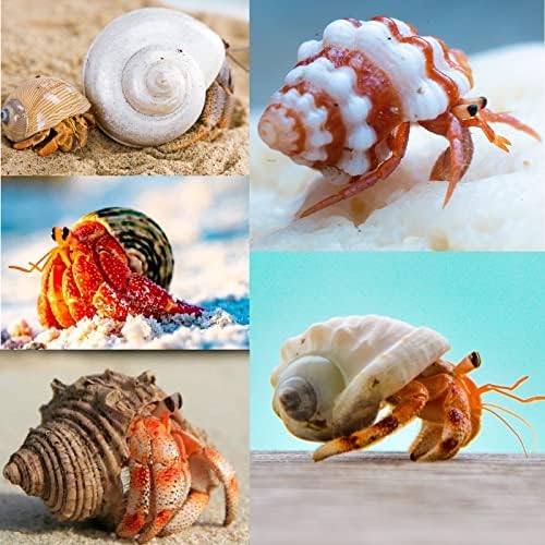 QEQEKAKA 15PCS Hermit Crab Shells Natural Mixed Seashells Replacement