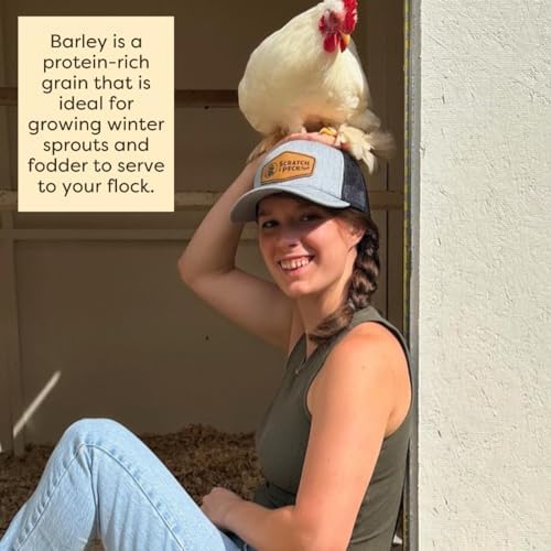 Scratch and Peck Feeds | Barley | Poultry & Livestock Grain | 40 lb Bag