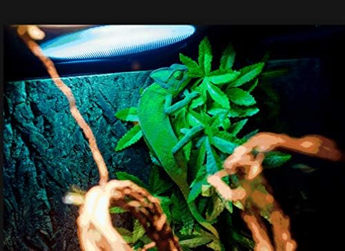 Reptile Plants Hanging Terrarium Plant Amphibian Habitat Decor