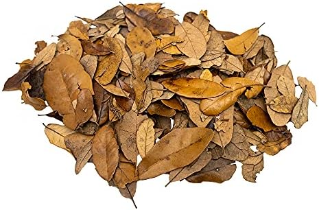 XYZReptiles Premium Live Oak Leaf Litter Isopod Substrate Terrarium Bedding (1/2 Gallon)