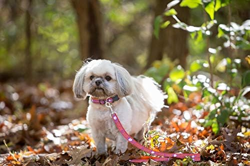 Pets First Collegiate Pet Accessories, Dog Leash, Clemson Tigers, Medium (Pack of 2)