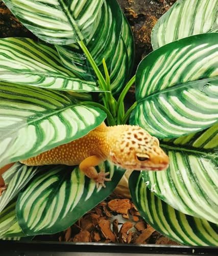 Reptile Plants for Terrarium Decor,Leopard Gecko Tank Plants