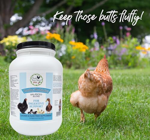 Fresh Eggs Daily Poultry Probiotics Feed Supplement – Natural Digestive & Immune Support for Chickens & Ducks – Enhances Egg Quality & Reduces Odor – 6 lb