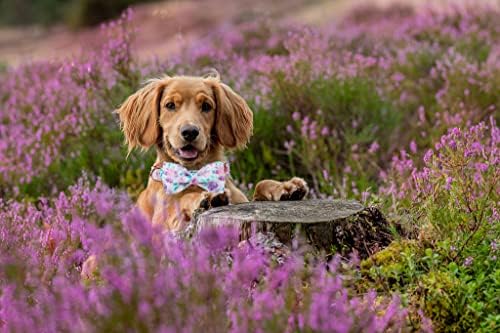Lionheart glory Purple Dog Collar, Adjustable Dog Collar with Bowtie, Pet Gift Collar for Dog Soft Bowtie Dog Collars for Medium Dogs