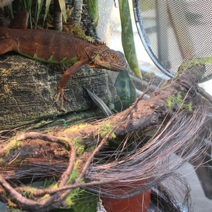 BNOSDM Reptile Bend-A-Branch Vines with Moss,Bendable Reptile Jungle Vines,Bearded Dragon Climbing Plants Tank Accessories,Pet Habitat Decor for Chameleon Geckos Snakes Lizards Frogs