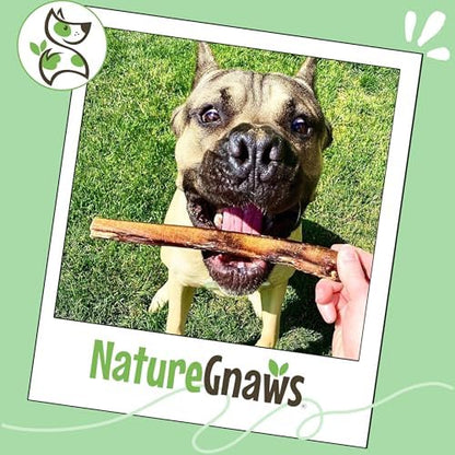 Nature Gnaws Extra Large Bully Sticks 11-12" Rawhide Free Dog Chew, 6 Count