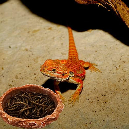 Small Reptile Water Dish Food Bowls, 2 Pack Reptile Feeding Dish for Hermit Crab Bearded Dragon Lizard Leopard Gecko Tortoise Frog