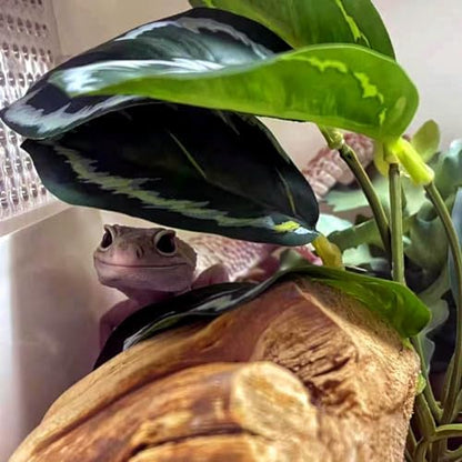 Reptile Plants for Terrarium,Reptile Tank Decor,Artificial Plant