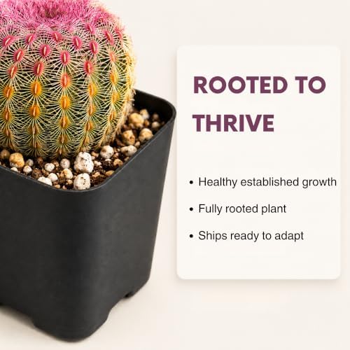 Rainbow Hedgehog Cactus Live Plant - 2 Inch Colorful Indoor Succulent Gift