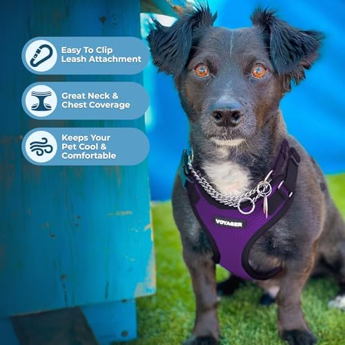 Voyager Step-in Lock Dog Harness - Purple/Black Trim, X-Large