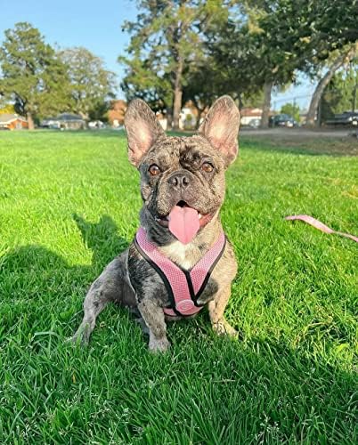 Gooby Comfort X Head-in Dog Harness, Choke-Free, Pink, Medium