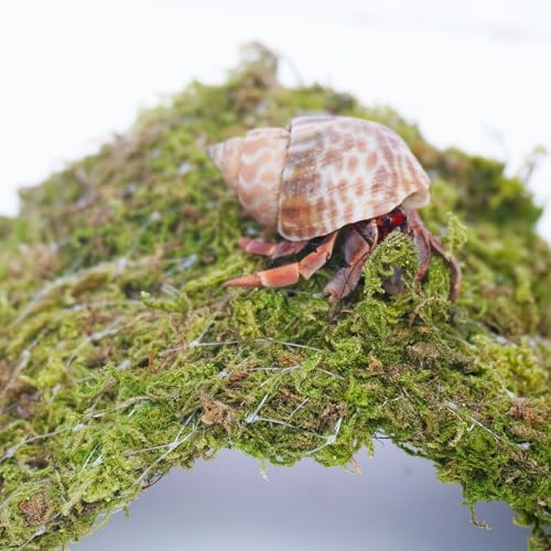 Hermit Crab Climbing Toys, 13.5 inch Bendable Climbing Bridge, Ideal Hermit Crab Supplies for 10 Gallon Hermit Crab Tank