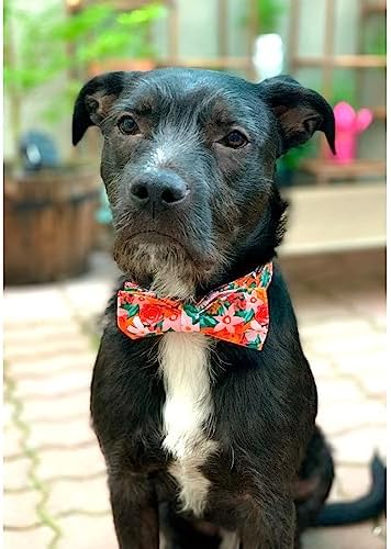 Lionheart glory Premium Floral Dog Collars, Bowtie Dog Collar, Adjustable Heavy Duty Girl Dog Collar with Bow for Large Dogs