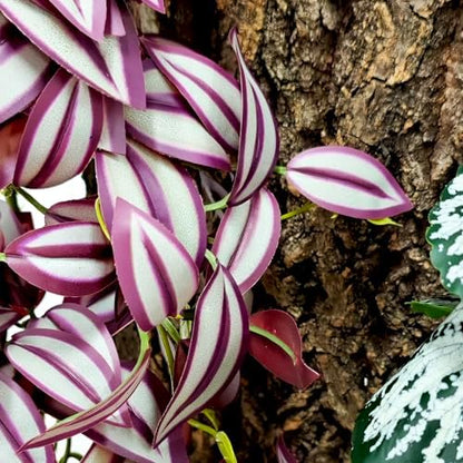 Woyrise Fake Reptile Plants for Terrarium,Tank Decor, Artificial Plant