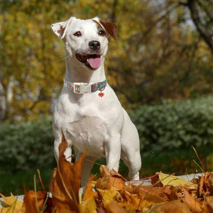 Fall Dog Collar for Small Medium Large Dogs-Adjustable Autumn Leaf Print Dog Collar with Maple Charm, Cute Seasonal Pet Collars with Quick Release, Soft Durable Puppy Collars