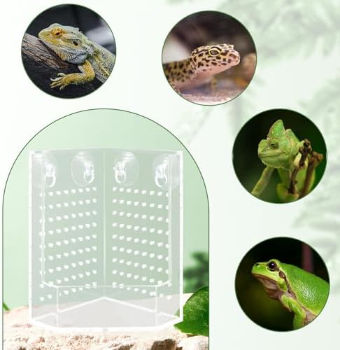 Bearded Dragon Tank Accessories, Transparent Acrylic Corner Hunting Bowl with Suction Cups, Bearded Dragon Food Bowl, Chameleon Feeder, Food Dispenser for Bearded Dragon, Chameleon, Frog