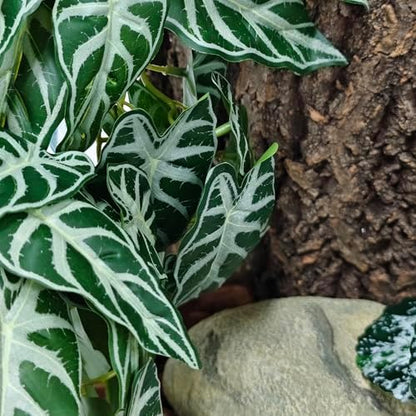 Woyrise Fake Reptile Plants for Terrarium,Tank Decor, Artificial Plant