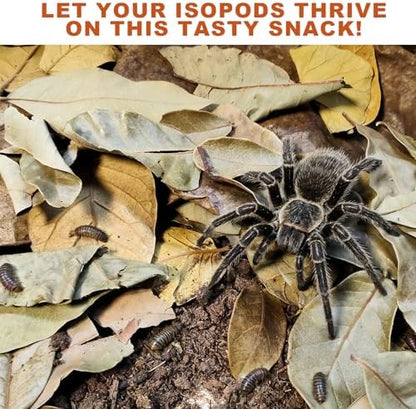 Dry Oak Leaf Litter for Reptiles,20Pcs Oak,30Pcs Longan & 10PCS Indian Almond Leaves,Leaf Litter Isopods Live Substrate Terrarium Bedding for Turtle,Snakes,Frogs,Isopod,Spider, Cricket