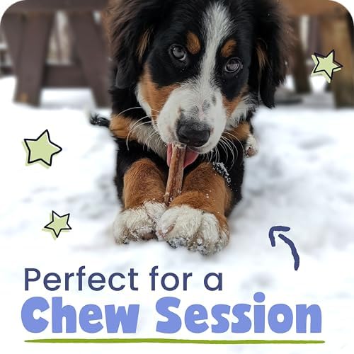 Pawstruck Natural 7” Braided Bully Sticks for Dogs, Tough Long-Lasting, Rawhide-Free, Low Odor, Healthy Single Ingredient Chew Treat for Aggressive Chewers, 10 Count, Packaging May Vary