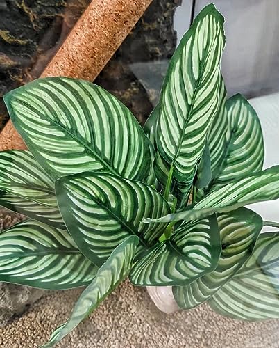 Reptile Plants for Terrarium Decor,Leopard Gecko Tank Plants