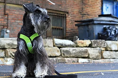 Gooby Comfort X Head-in Dog Harness, Choke-Free, Green, Small