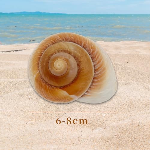 NIIIYTYB Large Hermit Crab Shells Extra Shells 2.7~3.5 Inch Big Empty Natural Sea Conch for Crabs Ideal Hermit Crab Supplies for Shell Changing and Habitat Enrichment