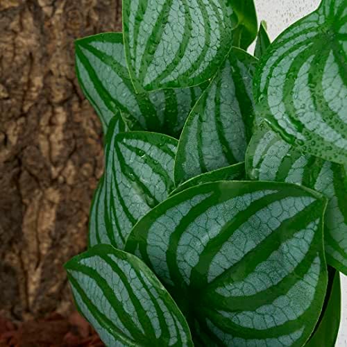 2Pack Fake Calathea Orbifolia, Reptile Habitat Plants with Suction