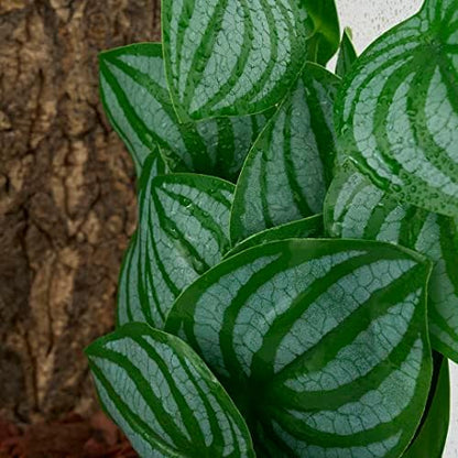 2Pack Fake Calathea Orbifolia, Reptile Habitat Plants with Suction