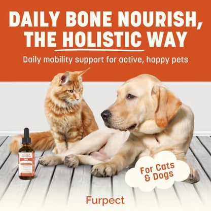 Daily Bone Nourish High Potency Daily Bone & Joint Supplement for Dogs & Cats - Extra Strength Herbal Mobility & Bone Strength Support - Highly Concentrated Turmeric & Moringa, 60ml