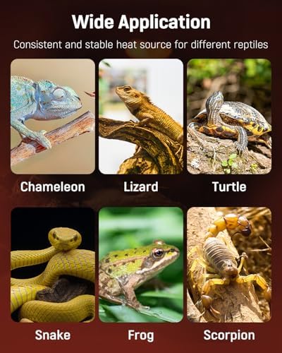 Pawfly 5 W Reptile Heat Pad 6 x 5.5 Inch Reptile Heating Pad Under Tank Terrarium Safe Fast Heating Mat Heat Mat for Turtles Frogs Snakes Lizards Geckos Hermit Crabs Spiders & Other Reptiles
