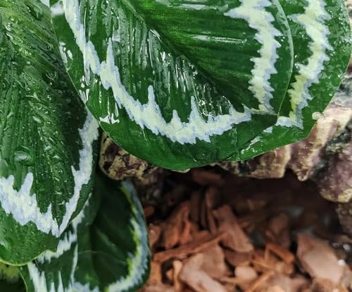 Reptile Plants for Terrarium,Reptile Tank Decor,Artificial Plant
