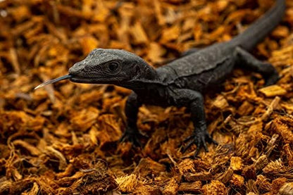 RediChip Reptile Bedding Loose Medium Coconut Chip Substrate 36 Quart Coco Husk Mulch for Snake and Gecko Habitat, Ball Python Terrarium, Lizard and Turtle Tanks, Tortoise Enclosure (2 Pk)