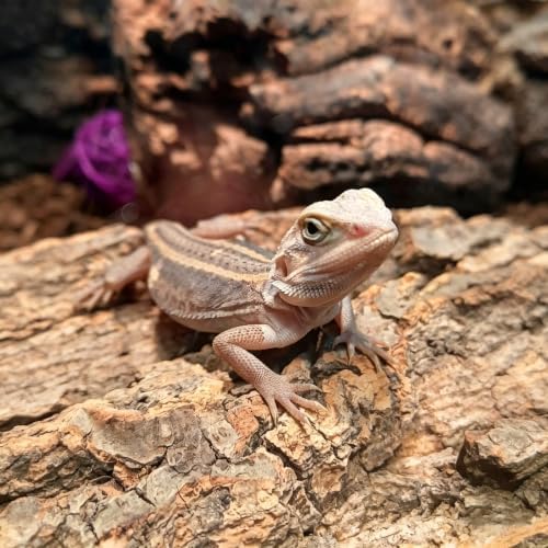 2 Pcs Natural Cork Bark, Reptile Cork Bark 5.9x7.9 Inches, Cork Bark Climbing Mat for Reptiles Turtle Dragon Lizard Geckos Bearded Geckos Frogs, Terrarium Background Habitat Decor