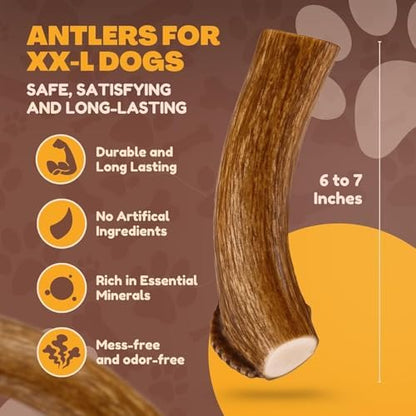 WhiteTail Naturals 2 Pack Monster XXL Deer Antlers for Giant Dogs - 7-8"