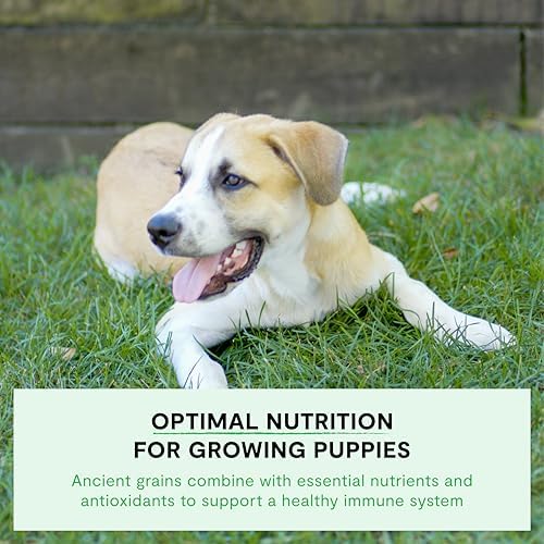 Open Farm Ancient Grains Dry Puppy Food - Chicken & Salmon Kibble - 4 lb