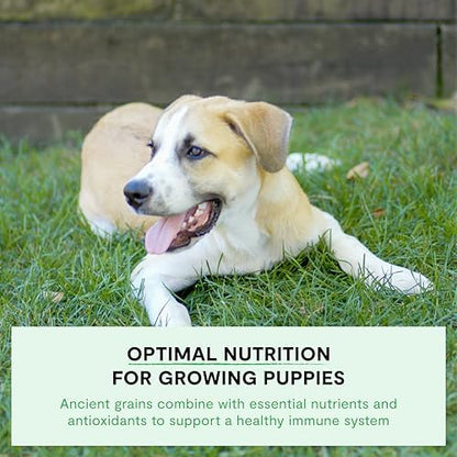 Open Farm Ancient Grains Dry Puppy Food - Chicken & Salmon Kibble - 4 lb