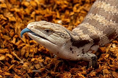 RediChip Reptile Bedding Loose Medium Coconut Chip 36 Quart Coco Husk Substrate Mulch for Snake Habitat, Ball Python Terrarium, Turtle Tanks, Tortoise Enclosure