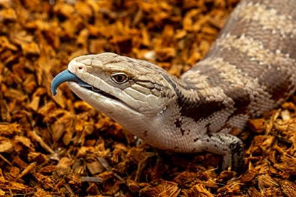 RediChip Reptile Bedding Loose Medium Coconut Chip 36 Quart Coco Husk Substrate Mulch for Snake Habitat, Ball Python Terrarium, Turtle Tanks, Tortoise Enclosure