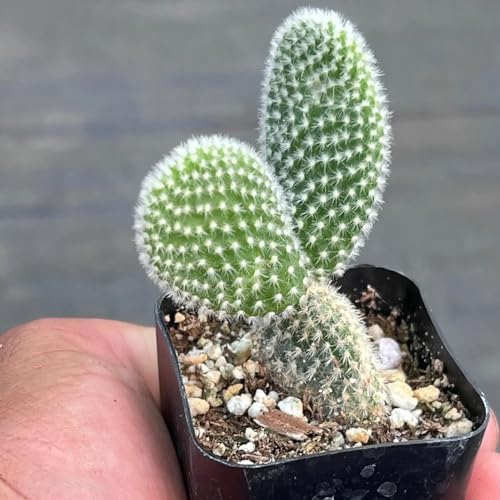 Opuntia White Bunny Ear Cactus Live Plant - Indoor Outdoor Succulent Gift