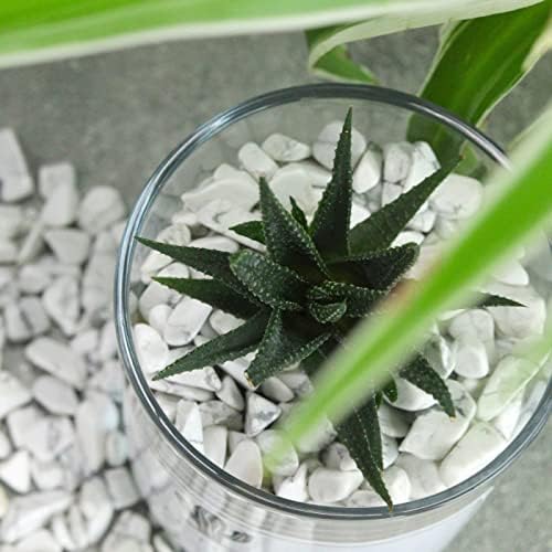 1lb Howlite Aquarium Gravel Rocks Natural Tumbled Healing Crystal Chips Bulk Gemstones Crushed Stones for Fountain Vase Filler Planters Decorative Fish Tank Potted Reiki Energy Balancing