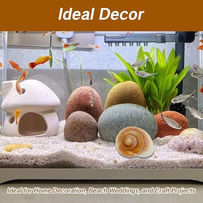 NIIIYTYB Large Hermit Crab Shells Extra Shells 2.7~3.5 Inch Big Empty Natural Sea Conch for Crabs Ideal Hermit Crab Supplies for Shell Changing and Habitat Enrichment