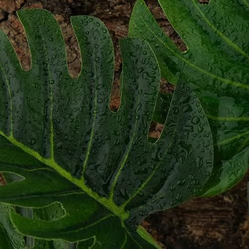 Reptile Plants for Terrarium Decor,Leopard Gecko Tank Plants